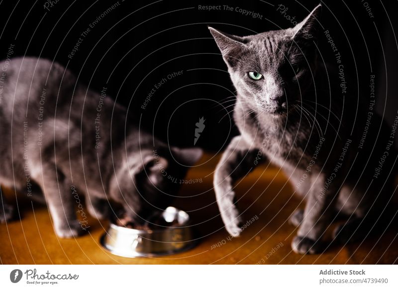 Cute curious cat licking nose after feeding russian blue eat animal together food pet hungry mammal bowl creature purebred adorable muzzle tongue out fur meal