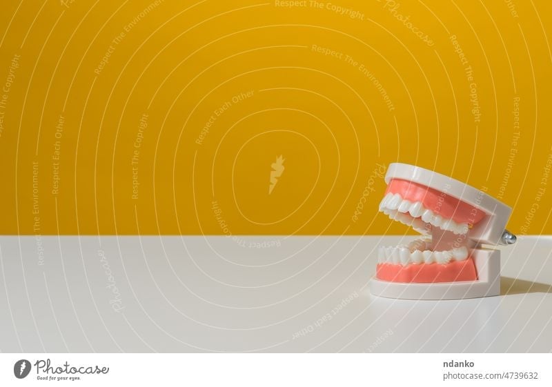 plastic model of a human jaw with white teeth on a yellow background, oral hygien care clean clinic closeup concept dental dentist dentistry device equipment