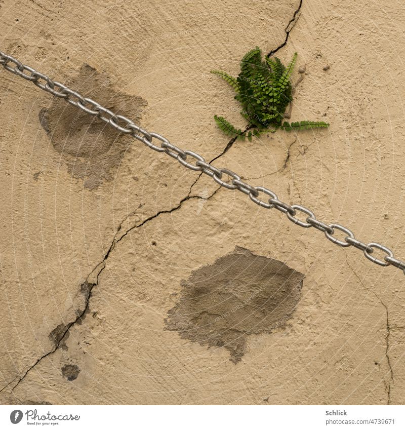 Forbidden nature ferns grow from a crack in a wall and bare iron chain diagonally Wall (building) Chain Plant Fern Nature Crack & Rip & Tear Wall (barrier)
