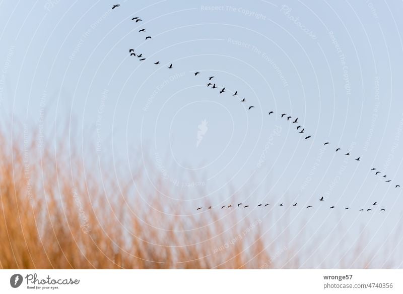 A flock of cormorants flies in wedge formation over the Saaler Bodden Cormorants Flock of birds Flying Wedge formation V formation angle flight Energy saving