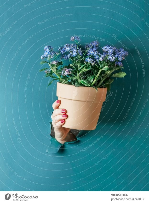 Woman hand holding potted purple blooming plant of forget-me-not flowers in terracotta pot woman terra cotta blue wall background gardening concept front view