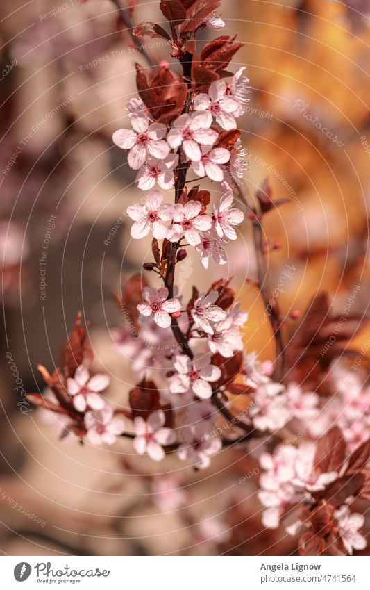 Fresh flowers, it's spring Spring blossoms shrub naturally Nature Garden nature photography Plant Close-up Blossoming Colour photos blurriness Exterior shot