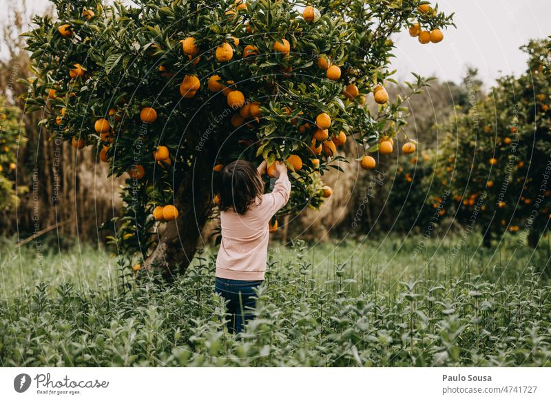 Rear view girl picking oranges from tree Child childhood Girl 3 - 8 years Human being Colour photo Exterior shot Day Leisure and hobbies Childhood memory