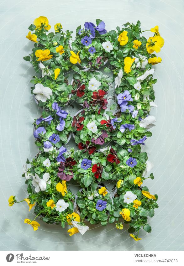 Summer flowers background with colorful pansies at pale green background. summer gardening concept blooming flower heads leaves top view beautiful blossom