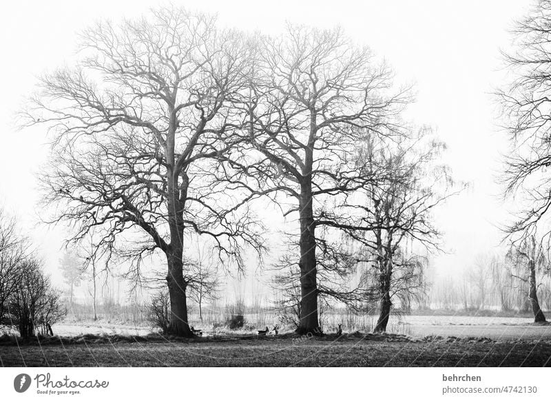 trees in the mist. and birds on the branches. silence with deer. Tree trunk Calm Winter Forest Field Meadow Environment Nature Landscape Cold chill Freeze
