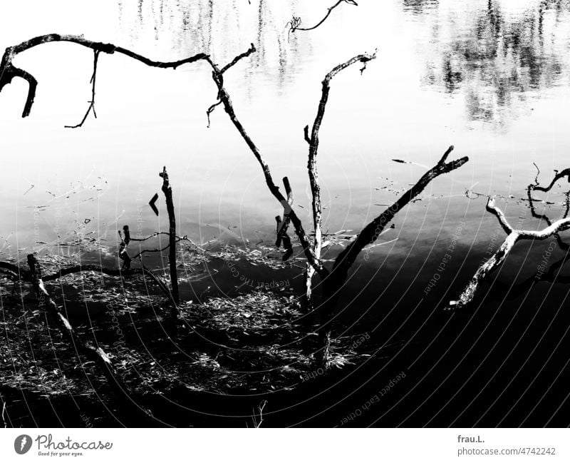 dead wood Branch branches Pond reflection Death Tree Lake Surface of water bush leaves pass away Bizarre Nature