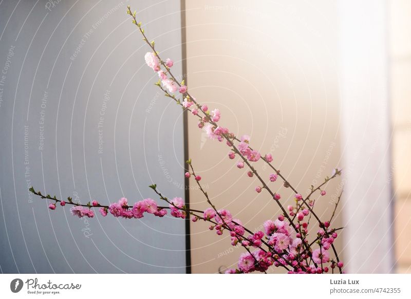 Branches full of pink flowers in the sunlight twigs blossoms Pink Spring Nature Blossom Blossoming pretty Gray Beige Facade Wall (building) Light sunshine sunny
