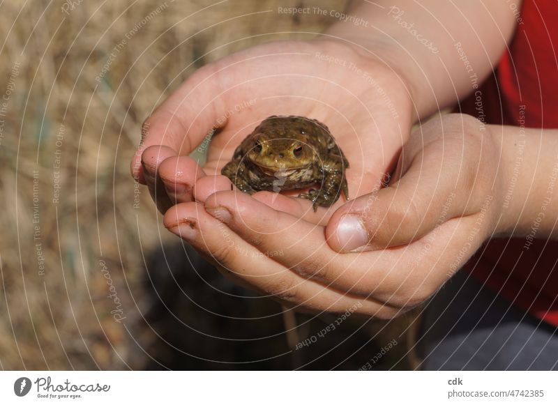 Child & Toad | Holding Happiness in Your Hands. Painted frog children's hands Amphibian Animal stop Carrying hold in one's hands cautious Attentive look at