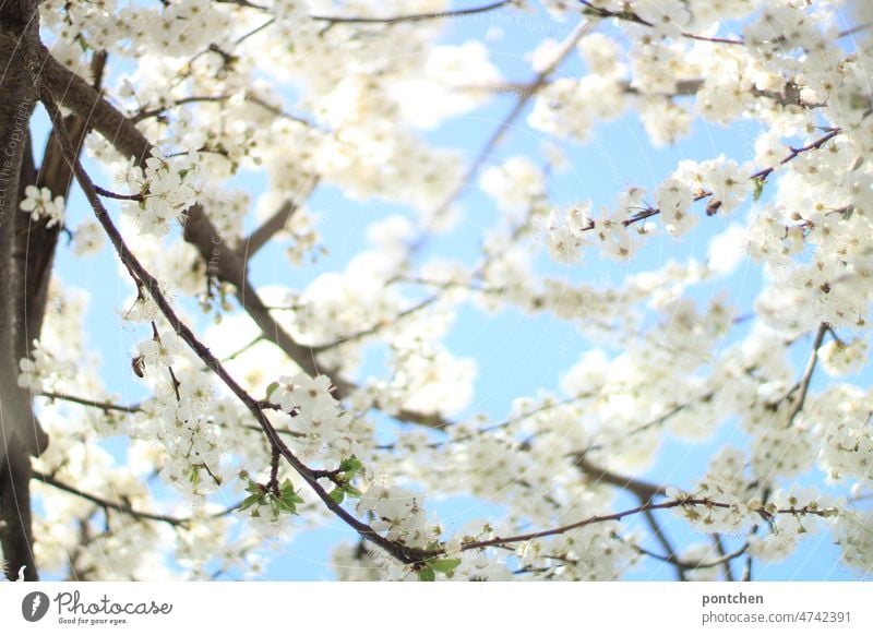 White flowers against blue sky on a cherry tree in spring. Blossoming blossom blossoms come into bloom Spring Tree Nature natural light Cherry