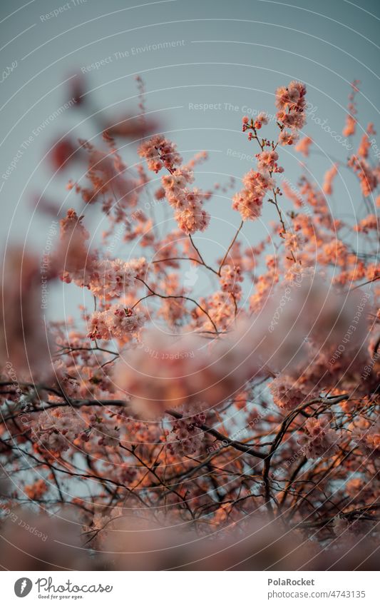 #A0# Cherry blossom time Cherry tree cherry blossom Spring Spring day spring awakening Blossom Nature Pink Tree Blossoming Exterior shot Fragrance