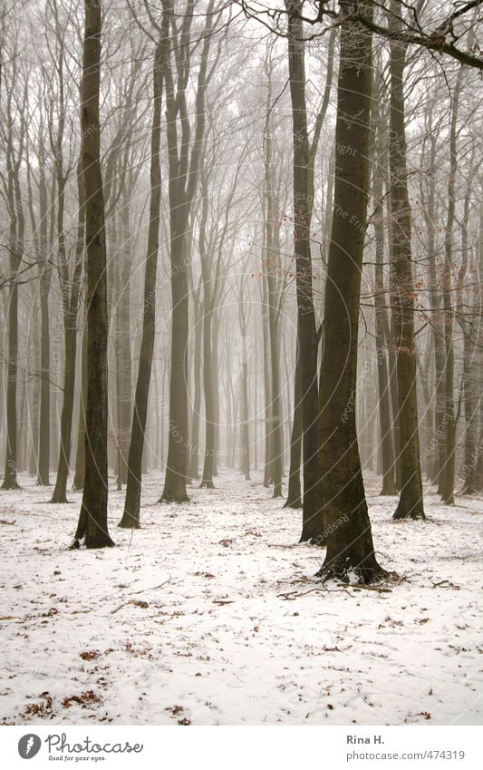 winter forest Environment Nature Landscape Winter Fog Snow Tree Forest Cold Natural Forest path Bleak Sadness Subdued colour Exterior shot Deserted