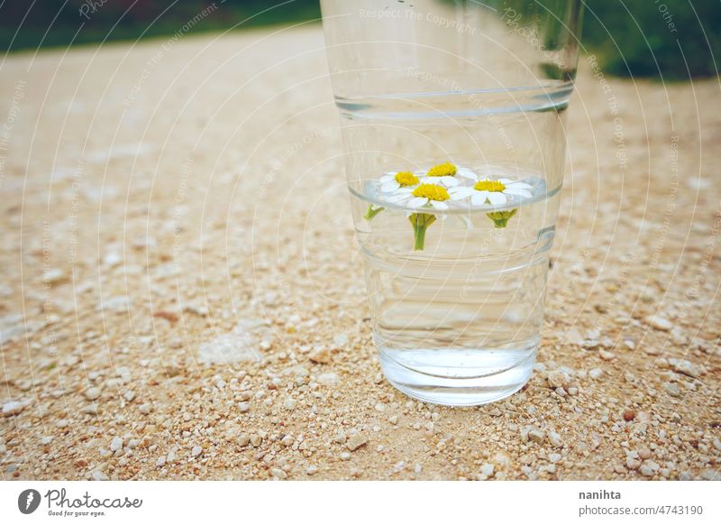 Camomile flowers in a glass of pure water abstract weather rain purity mineral green natural climate change transparent background grass simple camomile