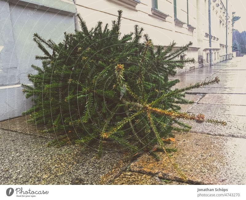 Christmas tree disposal on the sidewalk Disposal Disposables disposable Trash Footpath off Street Lumber industry Christmas mood Anti-Christmas New Year