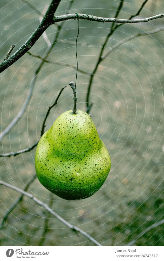A pear is wired to a pear tree autumn composition color fake nature abstract day beauty fall decorative agriculture plant macro design ripe yellow white wood