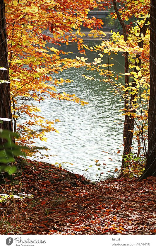 at Lake Bear Environment Nature Landscape Plant Elements Earth Water Autumn Climate Beautiful weather Coast Lakeside Pond Natural Warmth Moody Change