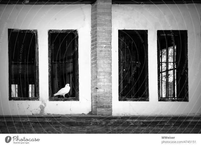 A white dove sits a bit lost at the window of a vacant house Pigeon Peace Dove of peace House (Residential Structure) Building Manmade structures Window Sit