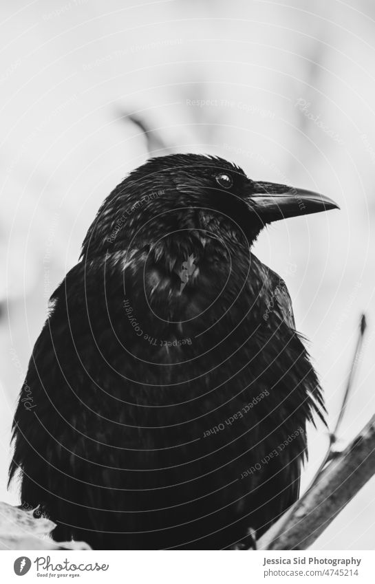 crow in black and white in a tree Crow Black & white photo Bird Tree Feathers Nature animals avian