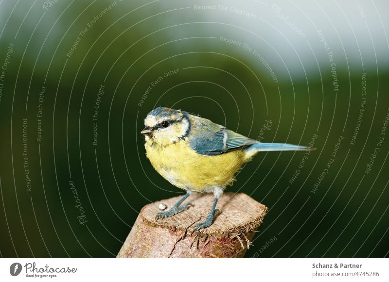 Blue tit sits on a sawed off branch Bird garden bird garden birds Wild animal Branch trunk sawn off aviary feeding place Animal Nature Beak Exterior shot Small