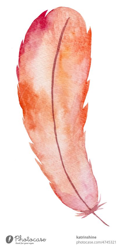 Watercolor pink and red feather, Bohemian element illustration isolated Decoration Element Exotic Hand drawn Isolated Summer bird bohemian boho bridal greeting