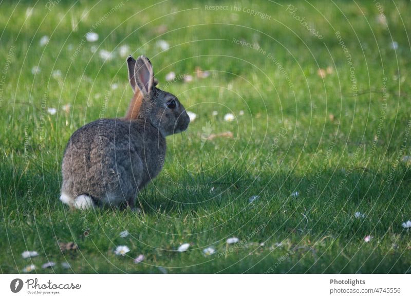 Rabbit sitting on a green meadow with daisies rabbit White Gray Brown Green Daisy Lawn Meadow Looking to the right ears Spoon Grass Nature Spring Exterior shot