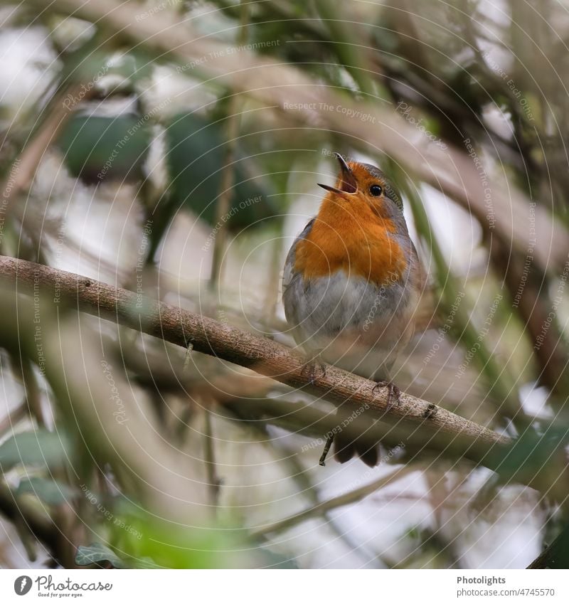 Singing robin sitting in the blackberry bushes Robin redbreast Bird Blackberry Blackberry bush Nature Exterior shot Colour photo Plant Close-up Day Animal