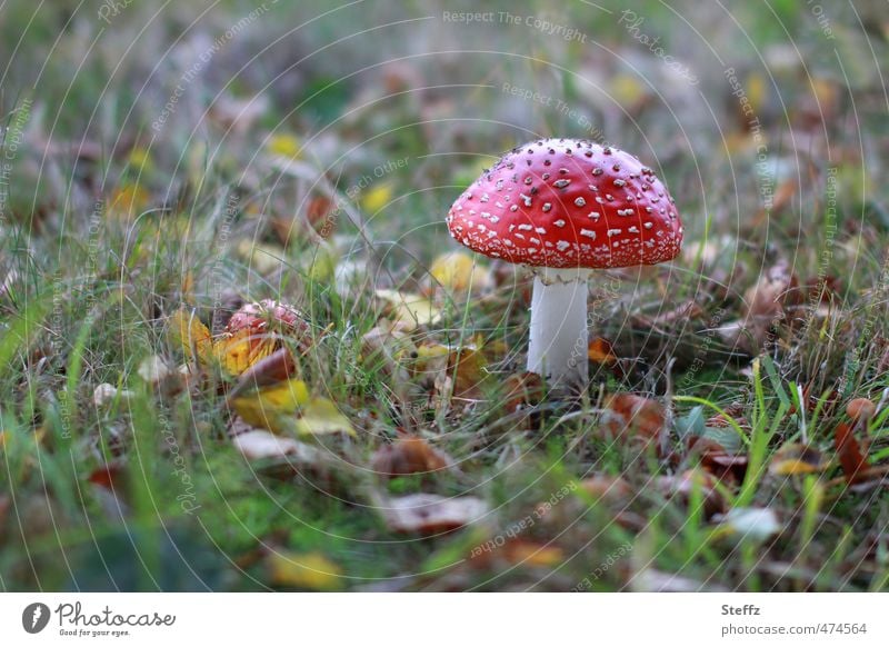 Fly agaric grows conspicuously on an autumn meadow Amanita mushroom Mushroom cap toxic fungus Amanita Muscaria beautiful and poisonous venomously Fall meadow