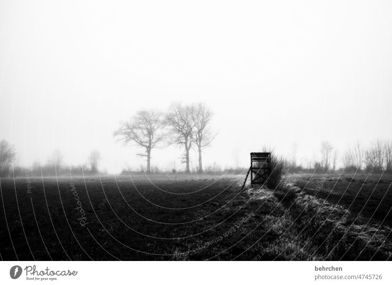 black and white melancholically melancholy Lonely Loneliness Mystic Mysterious Fog Tree Agriculture acre Deserted silent Weather Seasons chill Cold