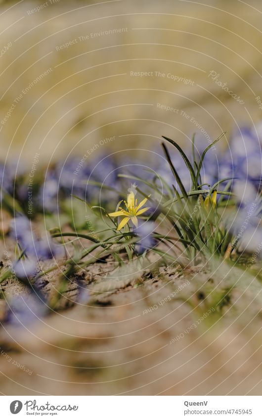 Yellow and purple flowers Green Nature Spring focused Blossom Flower Garden Day Blossoming Shallow depth of field Violet naturally pretty blurriness