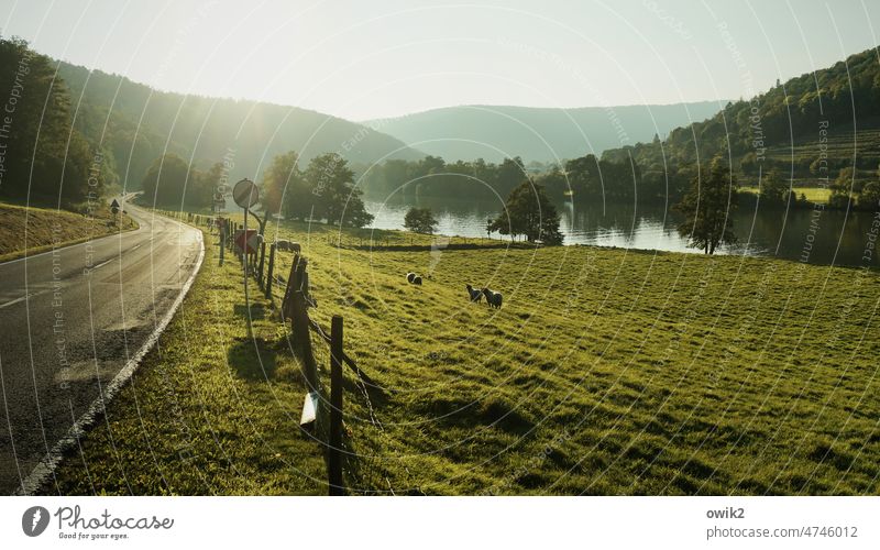 Shortly before Miltenberg river landscape Main Waterway unhurriedly fluid Panorama (View) Long shot Landscape Autumn Hill Nature Wanderlust Day pretty