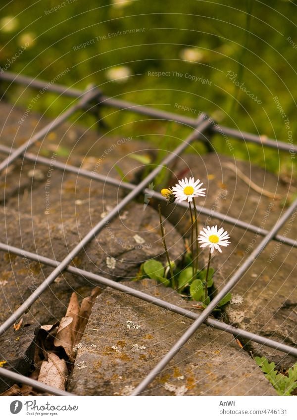 Daisy growing in stone crevice through wire mesh fissure Mesh grid Hope Exterior shot Flower Blossom Nature flowering flower