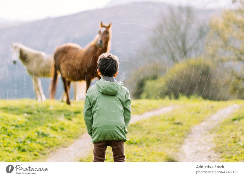 Anonymous boy in nature near horses kid path childhood animal countryside equine grassland environment livestock rural mountain way plant adorable cute grassy