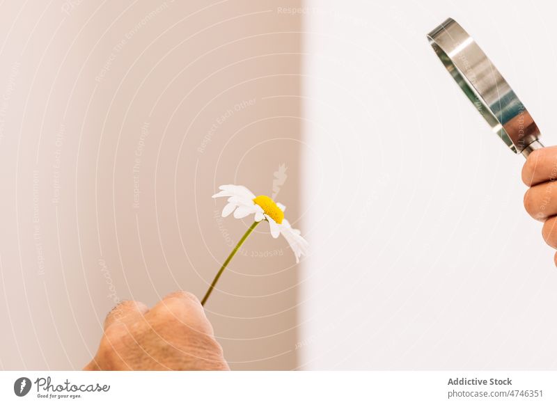 Anonymous person looking at chamomile through magnifying glass examine observe flower explore floral optical botanic hand delicate natural white magnifier light