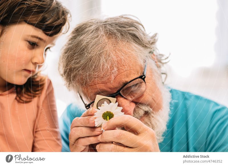 Grandfather with girl examining chamomile grandfather magnifying glass flower examine plant study learn botany observe home man mature pensioner interesting
