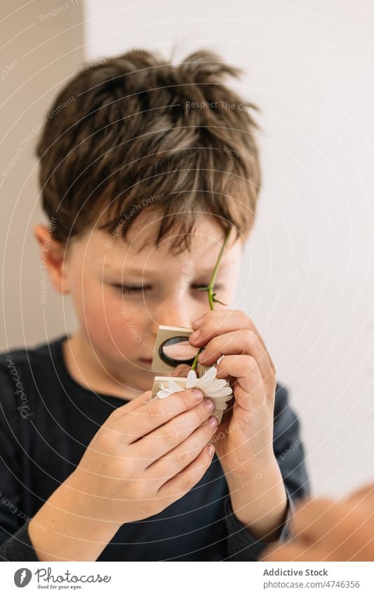 Boy examining chamomile through magnifier boy magnifying glass flower examine plant study learn observe home interesting kid room apartment at home pastime