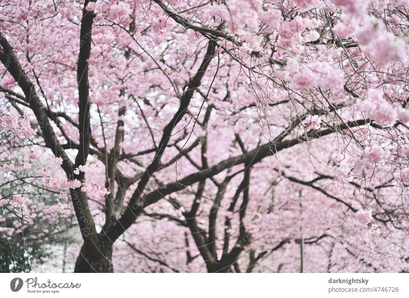 Sakura, cherry blossom in spring, Japanese ornamental cherry Prunus Serrulata Kanzan in an avenue bokeh Plant Floral Branch Flower background naturally