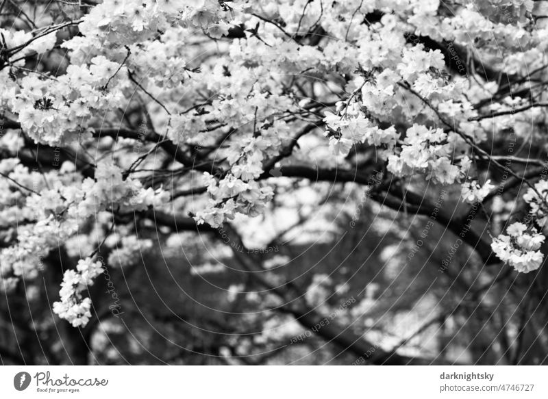 Sakura, cherry blossom in spring, Japanese ornamental cherry Prunus Serrulata Kanzan bokeh Plant Floral Branch Flower background naturally Prunus serrulata