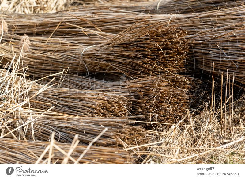Bundles of cut reed lie on the ground waiting for removal Common Reed Cut harvested Fischland Fischland-Darss-Zingst Bodden Bodden landscape