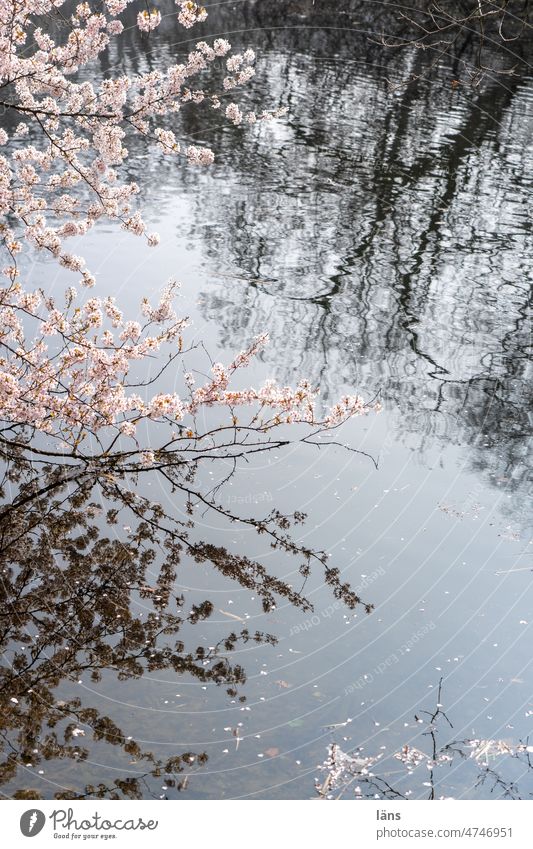 Spring by the water Water Surface of water Reflection Japanese cherry blossom Water reflection Idyll Deserted trees