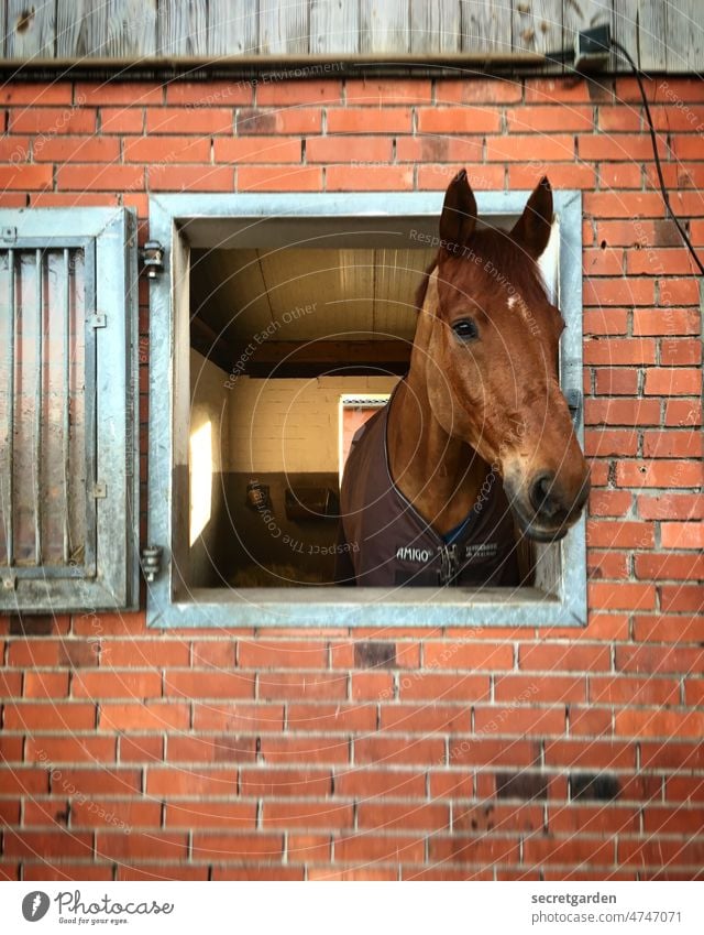 Smart horse with big mouth Horse Stable Window inquisitorial Animal Exterior shot Farm Colour photo Nature Mammal Ranch Ride Deserted Rural mare stallion Brown