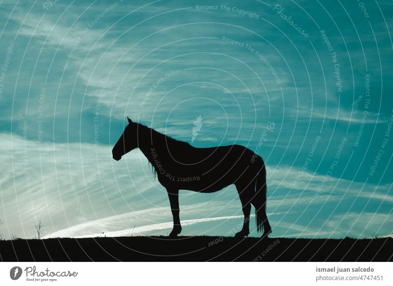 horse silhouette in the meadow with a beautiful blue sky animal animal themes animal in the wild animal wildlife nature cute beauty elegant wild life rural
