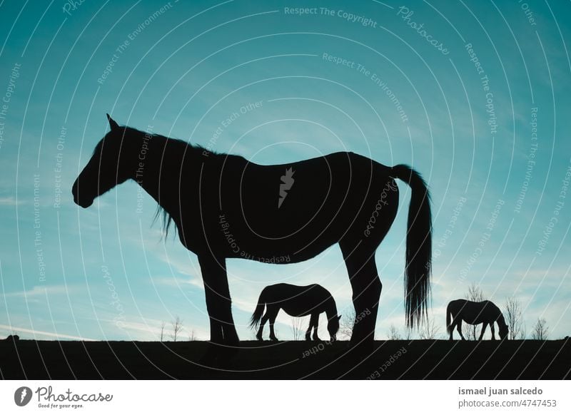 horses silhouette in the meadow with a beautiful blue sky background animal animal themes animal in the wild animal wildlife nature cute beauty elegant