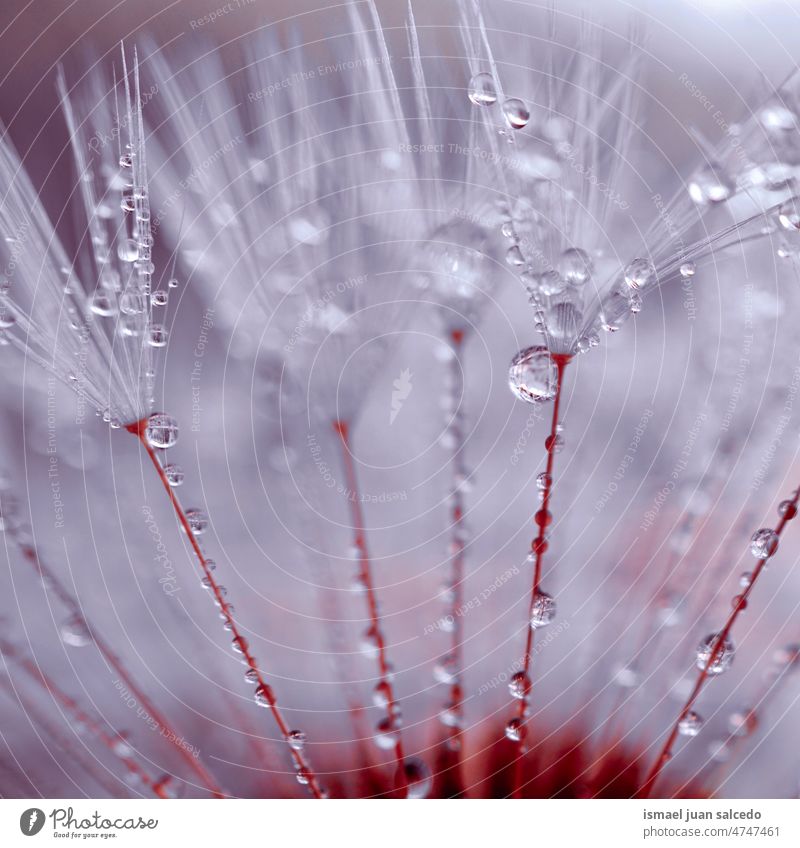 raindrops on the dandelion flower seed in rainy days in spring season bright water wet freshness fragility flora beautiful garden nature abstract textured soft