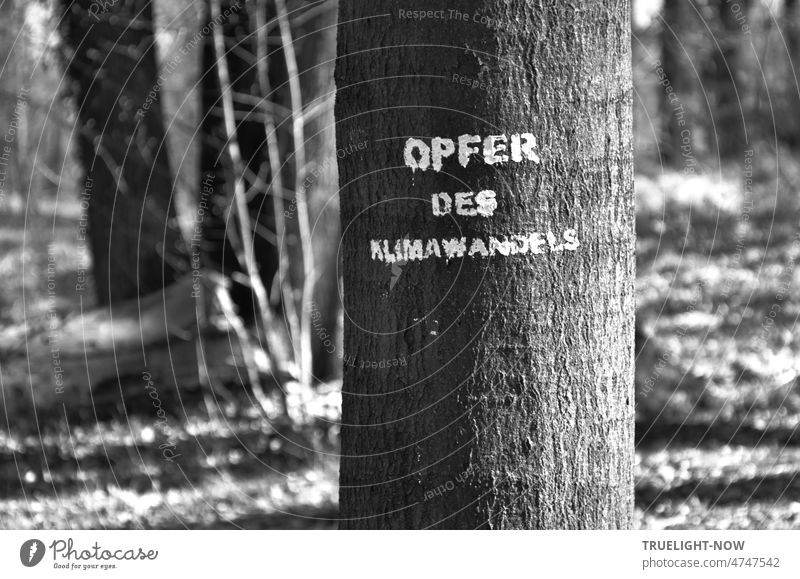 For Earth Day: VICTIMS OF CLIMATE CHANGE - white writing on the trunk of a dying beech tree in Babelsberg Park black white Tree Tree trunk Forest Climate change