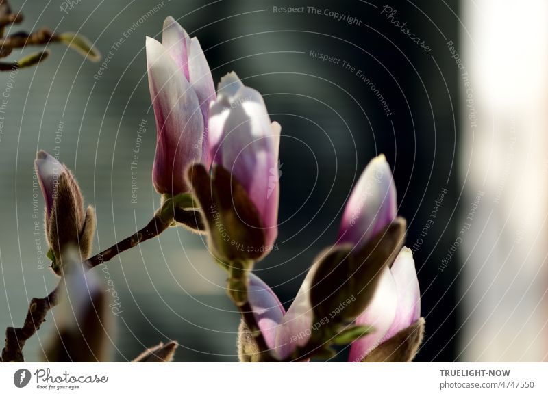 "He who knows Easter cannot despair..." Dietrich Bonhoeffer. Skyward magnolia blossoms and buds on a bush against blurred background in various shades of gray