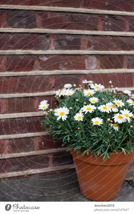A daisy bush in a clay pot stands in front of a house wall margarite flowers Tone Pot Clay pot Decoration Flower White Wedding Firm celebration Communion Green