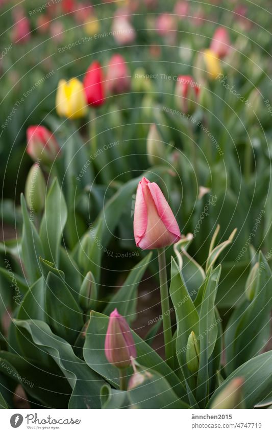 In the foreground you can see a pink tulip growing on a colorful tulip field Gift Mother's Day Red Spring fever flowers Tulip blossom Green Colour photo Yellow