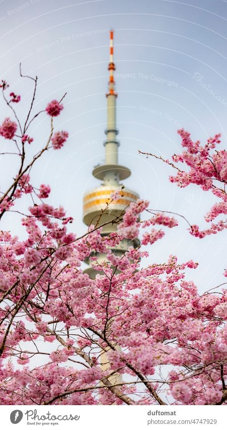 Olypiaturm in Munich with pink cherry blossoms Olympic Tower Tree Pink Blossom Hanami Gorgeous pretty Cherry blossom Spring Nature Plant Blossoming