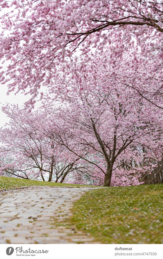 pink cherry blossoms in park Tree Pink Blossom Hanami Gorgeous pretty Cherry blossom Spring Nature Plant Blossoming Exterior shot Fragrance Spring fever Park