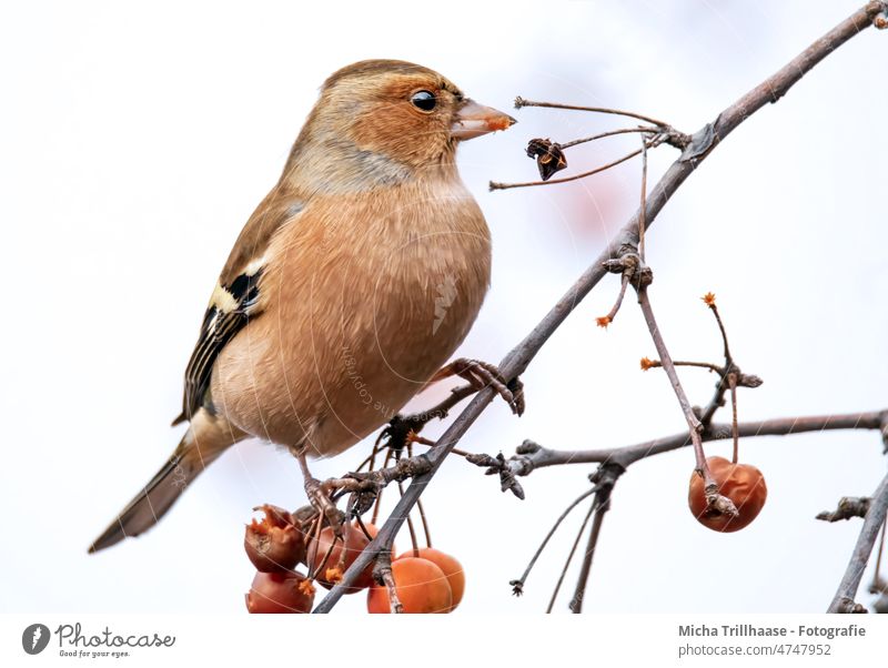 Chaffinch eats berries Fringilla coelebs Finch Head Beak Eyes Feather Grand piano Animal face Claw Bird Wild animal To feed Berries Tree Twigs and branches