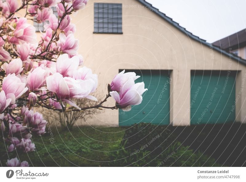 Magnolia tree with house with green garage doors in background. Magnolia blossom Magnolia plants Blossom Spring pretty Pink Blossoming magnolia Spring fever